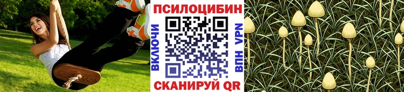 Псилоцибиновые грибы Cubensis  где можно купить   Зея 